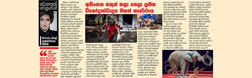 අහිංසක සතුන් තලා පෙලා ලබන විනොදාස්වාදය මහත් කෘෘරිරුය